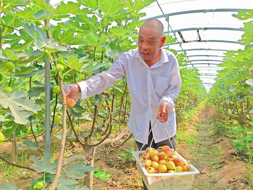 河北望都 种下无花果，结出“致富果”