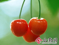 干旱减产致云南本地水果价格攀升，新鲜零售市场迎来挑战