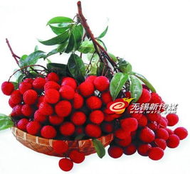 警惕“冰水”荔枝猫腻，选购新鲜水果需擦亮眼