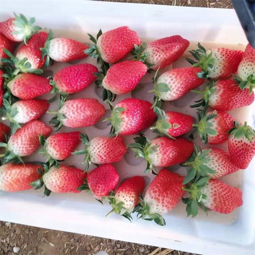 丰收时节“莓”好相约，济南历城三郭城草莓采摘正当时