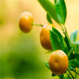 南北鲜果加盟可靠吗？一份全面的新鲜水果零售加盟指南