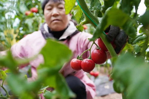 种得好，卖得俏 沁阳蓝莓与水果西红柿新鲜上市，点亮初夏果篮